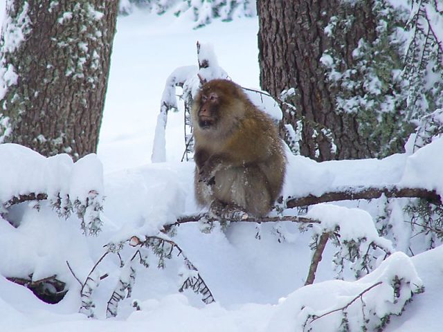 https://www.moroccodesertvip.com/wp-content/uploads/2018/11/Barbary_macaque_in_cedar-1-640x480.jpg